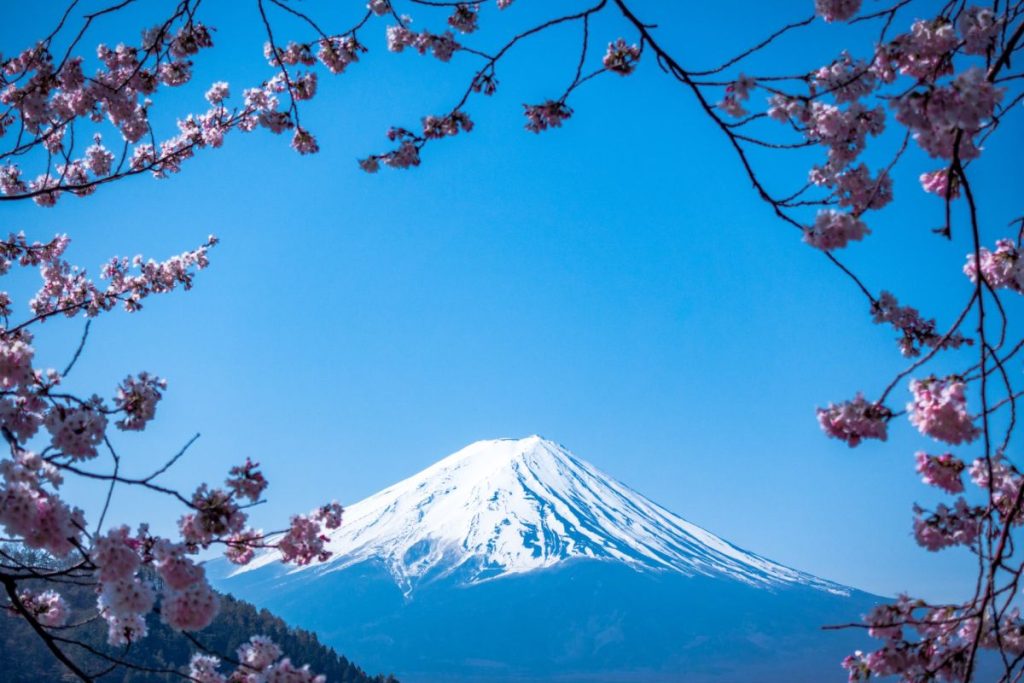 Cerisiers japon