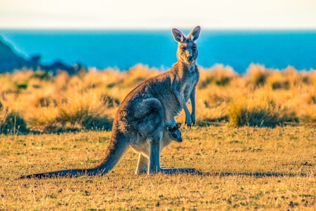 Kangourou Australie