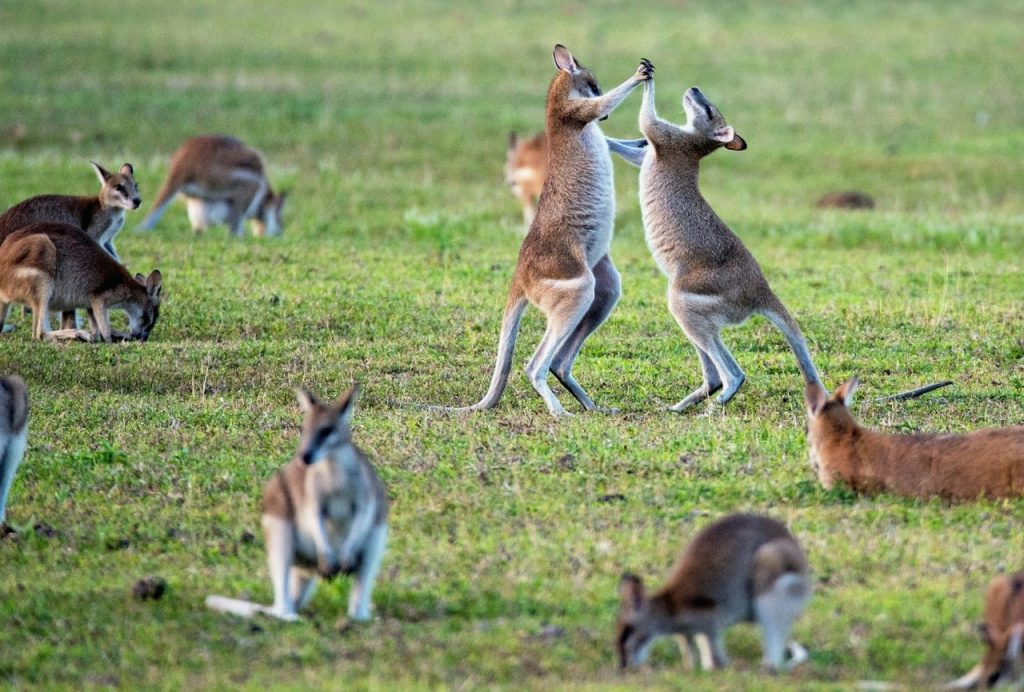 Kangourou Australie