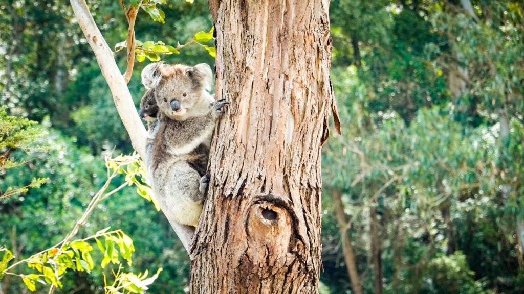 Koala Great Ocean Road
