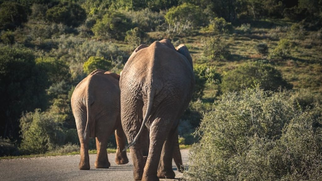 Safari : comment bien préparer votre aventure en Afrique ?