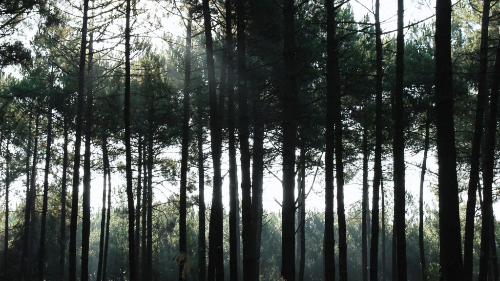 Les Landes : une destination camping entre pins et grands espaces