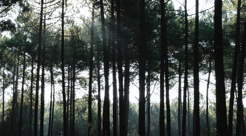 Les Landes : une destination camping entre pins et grands espaces